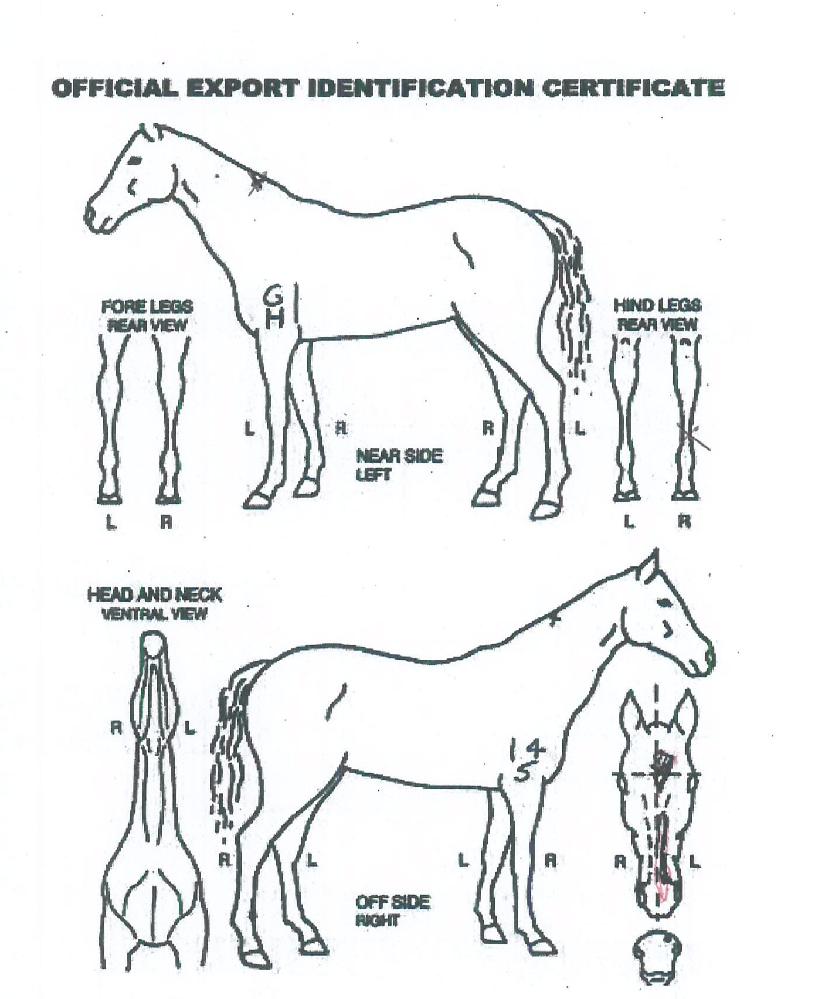 ž������������ ����,���,�޸�,�λ�,�ٸ��� Ư¡����