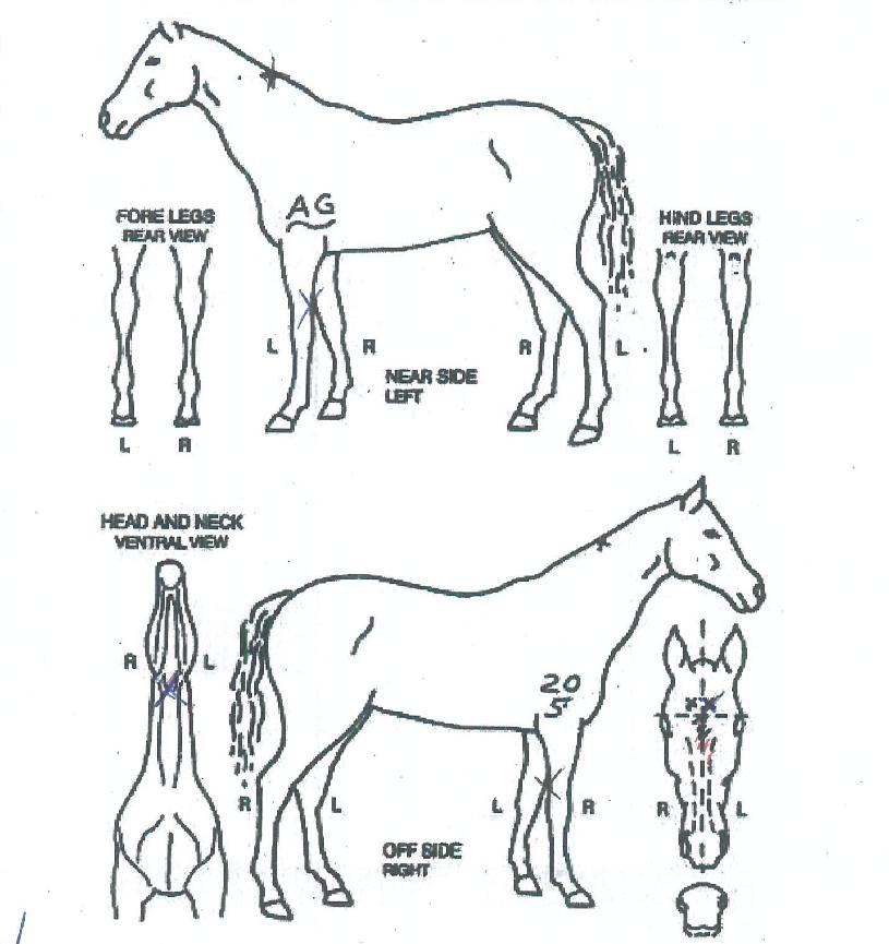 Å©·¹ÀÌÁöÆÑÅÍÀÇ Ãø¸é,¿ì¸é,µÞ¸é,µÎ»ó,´Ù¸®ÀÇ Æ¯Â¡µµÇØ