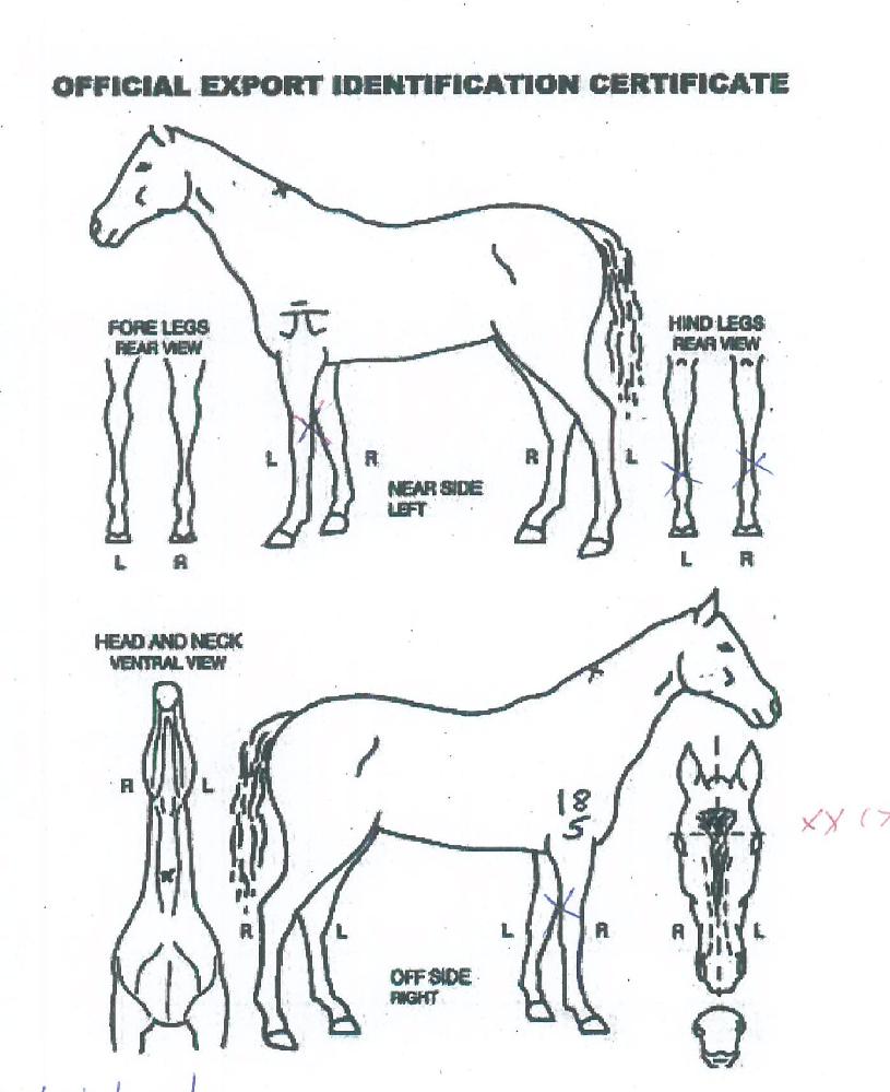 ����ظ��� ����,���,�޸�,�λ�,�ٸ��� Ư¡����