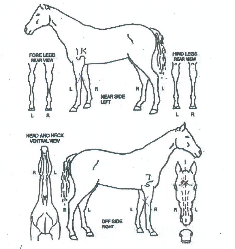 ũ������������ ����,���,�޸�,�λ�,�ٸ��� Ư¡����