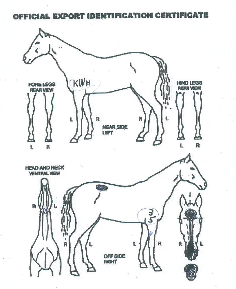 ºí·ç½ºÆÄÀÌ´õÀÇ Ãø¸é,¿ì¸é,µÞ¸é,µÎ»ó,´Ù¸®ÀÇ Æ¯Â¡µµÇØ