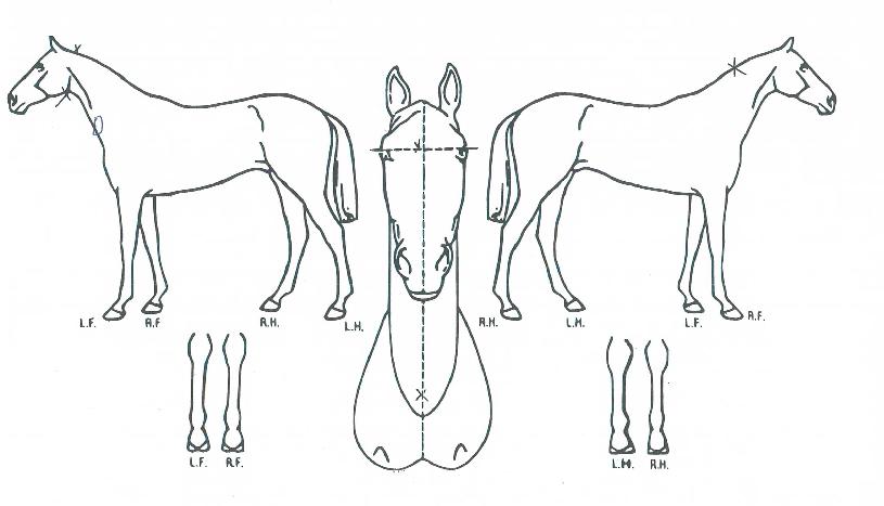 ½´ÆÛµµ³¢ÀÇ Ãø¸é,¿ì¸é,µÞ¸é,µÎ»ó,´Ù¸®ÀÇ Æ¯Â¡µµÇØ