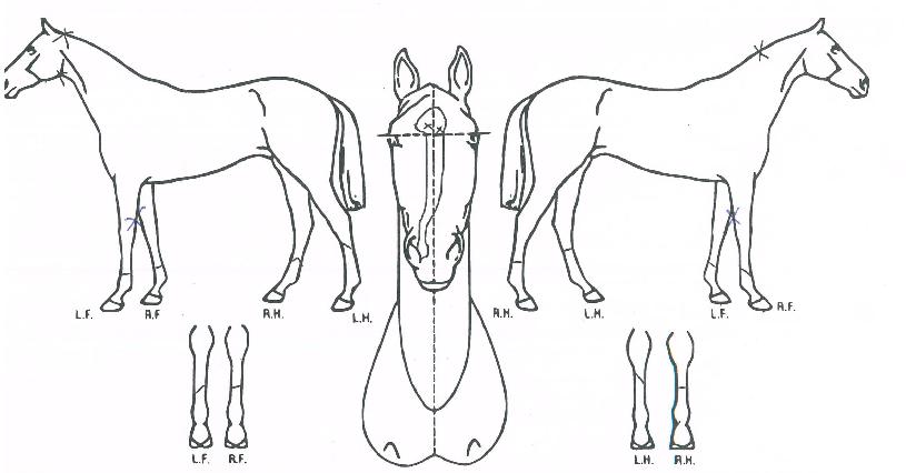 ¼±´õºí·¹À̵åÀÇ Ãø¸é,¿ì¸é,µÞ¸é,µÎ»ó,´Ù¸®ÀÇ Æ¯Â¡µµÇØ