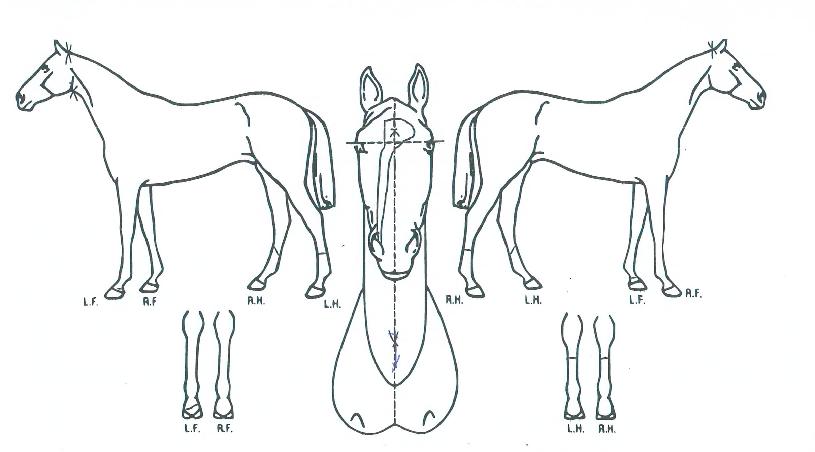 Æ÷¸£Æ¼¿À¸£ÀÇ Ãø¸é,¿ì¸é,µÞ¸é,µÎ»ó,´Ù¸®ÀÇ Æ¯Â¡µµÇØ