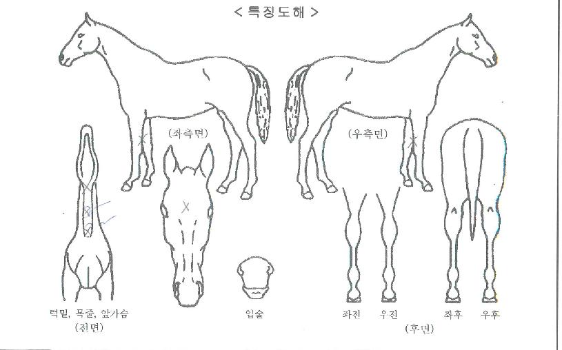 Á¶Ä¿ÀÇ Ãø¸é,¿ì¸é,µÞ¸é,µÎ»ó,´Ù¸®ÀÇ Æ¯Â¡µµÇØ