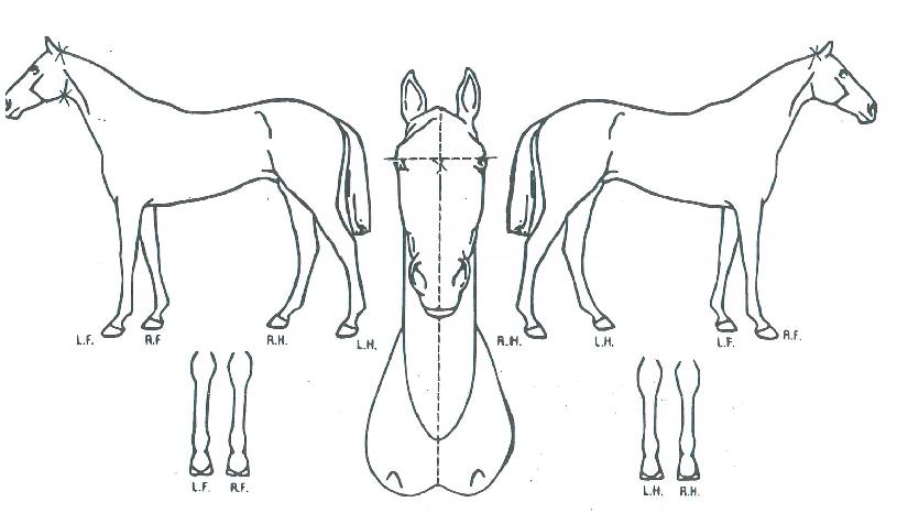 �Ϲٳ������� ����,���,�޸�,�λ�,�ٸ��� Ư¡����