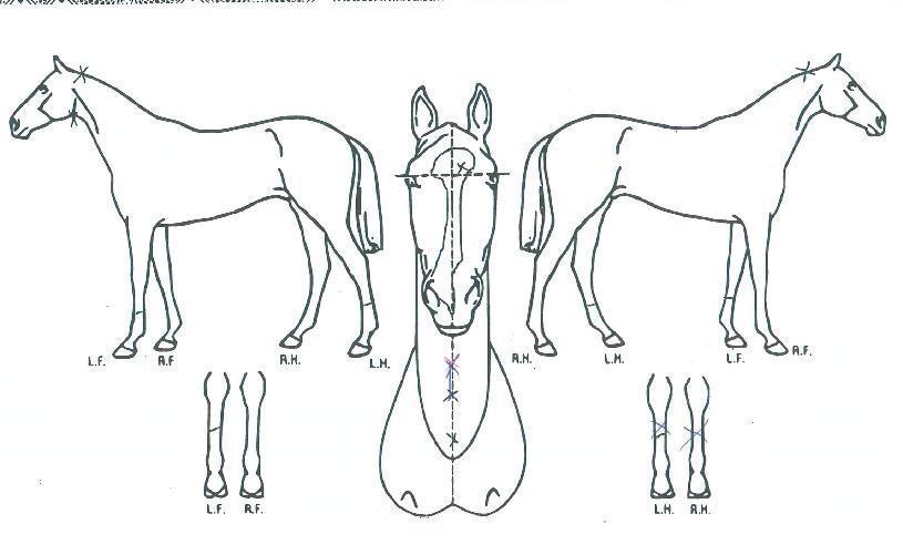 ����������� ����,���,�޸�,�λ�,�ٸ��� Ư¡����