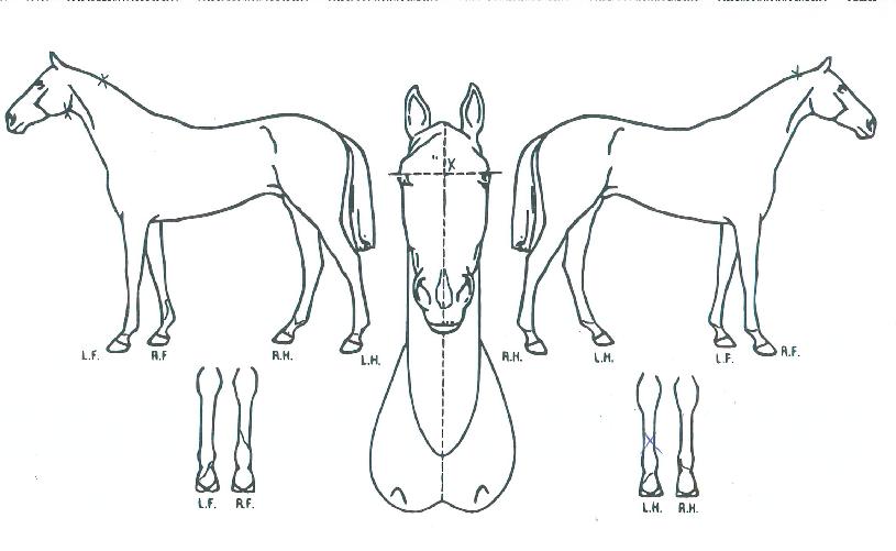 ��¯�� ����,���,�޸�,�λ�,�ٸ��� Ư¡����