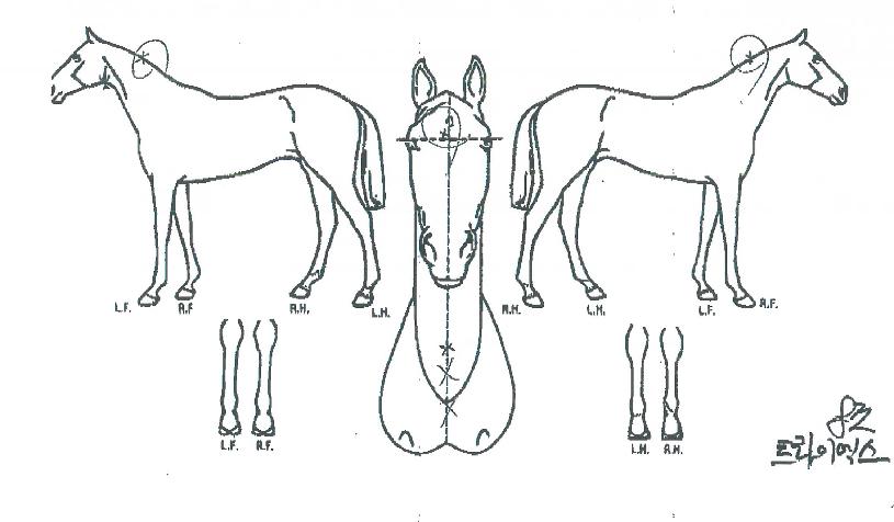 Æ®¶óÀÌ¿¢½ºÀÇ Ãø¸é,¿ì¸é,µÞ¸é,µÎ»ó,´Ù¸®ÀÇ Æ¯Â¡µµÇØ