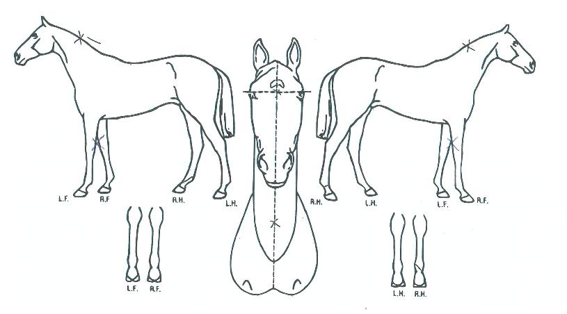 ¿Õº¢²ÉÀÇ Ãø¸é,¿ì¸é,µÞ¸é,µÎ»ó,´Ù¸®ÀÇ Æ¯Â¡µµÇØ