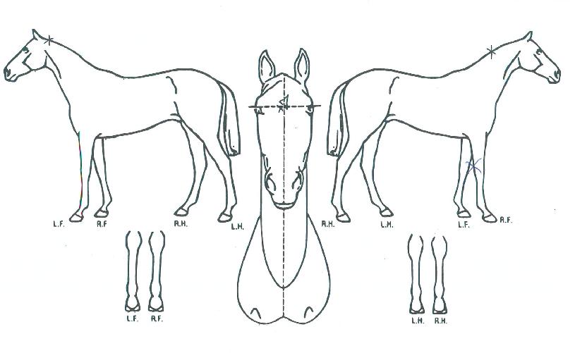 ���̿����̽��� ����,���,�޸�,�λ�,�ٸ��� Ư¡����