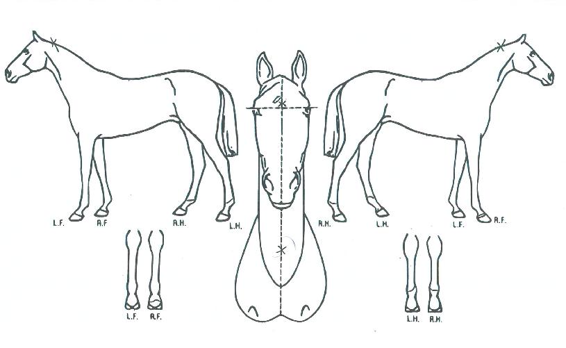 °¶·´Äø°ÀÇ Ãø¸é,¿ì¸é,µÞ¸é,µÎ»ó,´Ù¸®ÀÇ Æ¯Â¡µµÇØ