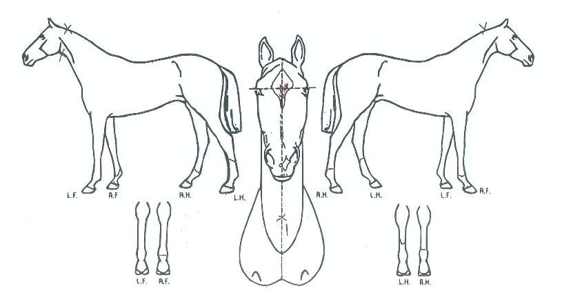 ���Ͼ�¸��� ����,���,�޸�,�λ�,�ٸ��� Ư¡����