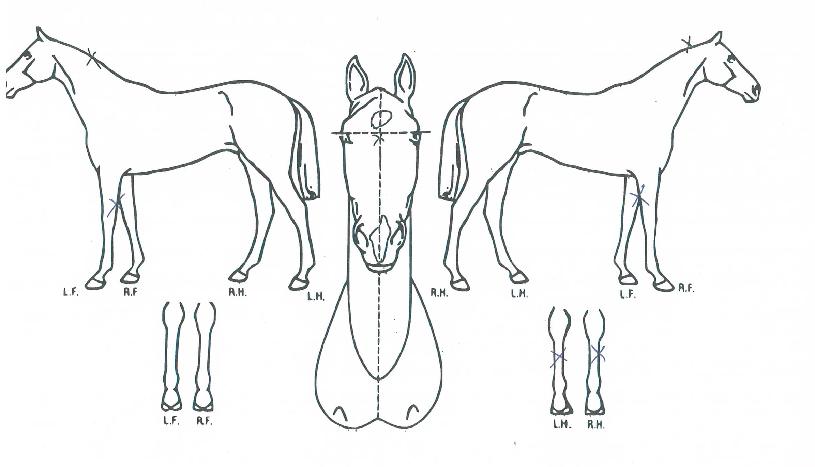 ¹®ÇÐÆÄÀ̾îÀÇ Ãø¸é,¿ì¸é,µÞ¸é,µÎ»ó,´Ù¸®ÀÇ Æ¯Â¡µµÇØ