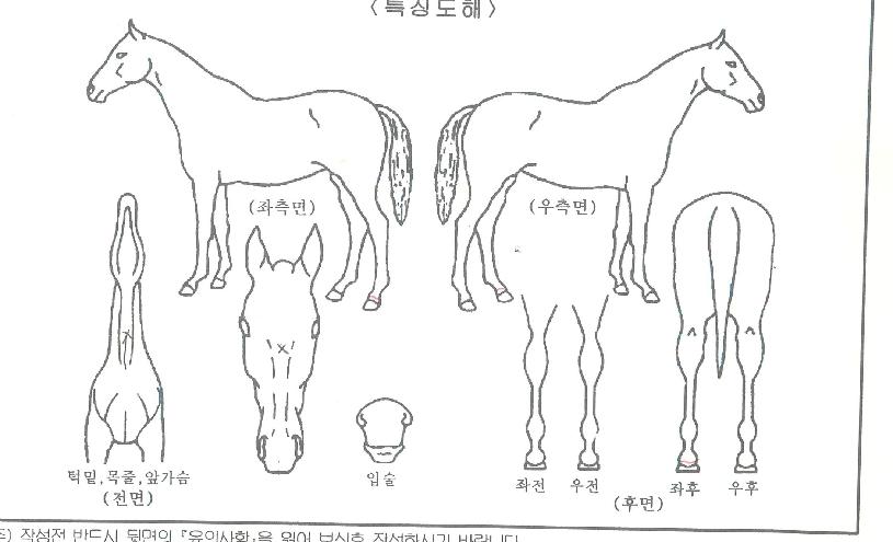 µ¹¾Æ¿Â¼¿¶óÀÇ Ãø¸é,¿ì¸é,µÞ¸é,µÎ»ó,´Ù¸®ÀÇ Æ¯Â¡µµÇØ