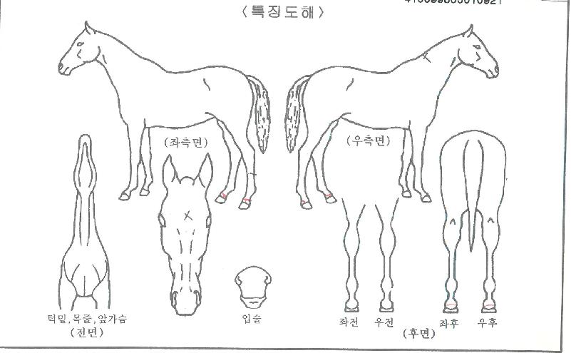 ¸¶½ºÅÍǻóÀÇ Ãø¸é,¿ì¸é,µÞ¸é,µÎ»ó,´Ù¸®ÀÇ Æ¯Â¡µµÇØ