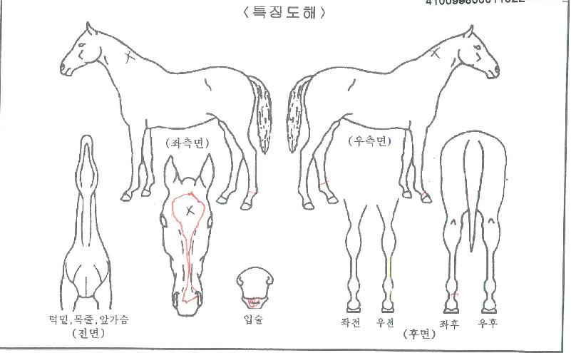 ���ǵ���Ʈ�� ����,���,�޸�,�λ�,�ٸ��� Ư¡����