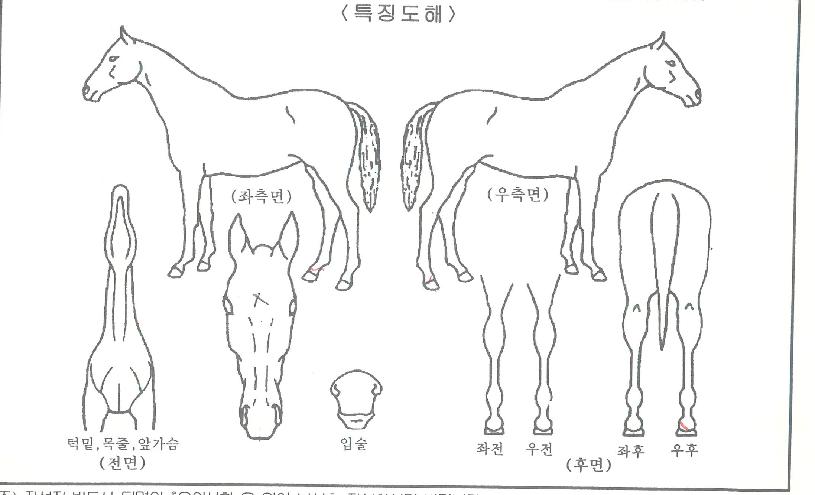 ÄâÀÌ¾îÆ®¾Æµ¨ÀÇ Ãø¸é,¿ì¸é,µÞ¸é,µÎ»ó,´Ù¸®ÀÇ Æ¯Â¡µµÇØ