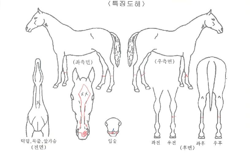 ¶óÀ̾ð¿©Á¦ÀÇ Ãø¸é,¿ì¸é,µÞ¸é,µÎ»ó,´Ù¸®ÀÇ Æ¯Â¡µµÇØ