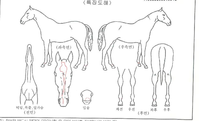 ¸¶Ä®·çÄýÀÇ Ãø¸é,¿ì¸é,µÞ¸é,µÎ»ó,´Ù¸®ÀÇ Æ¯Â¡µµÇØ