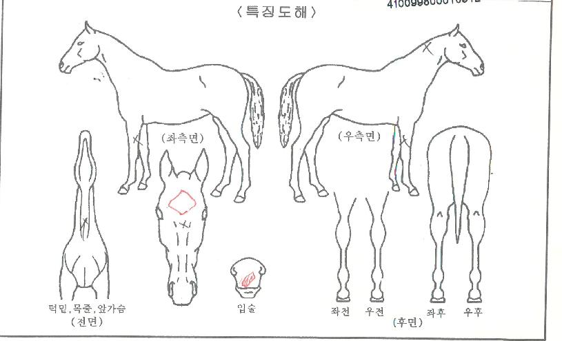 ºñÄÉÀÌÇã´ÏÀÇ Ãø¸é,¿ì¸é,µÞ¸é,µÎ»ó,´Ù¸®ÀÇ Æ¯Â¡µµÇØ