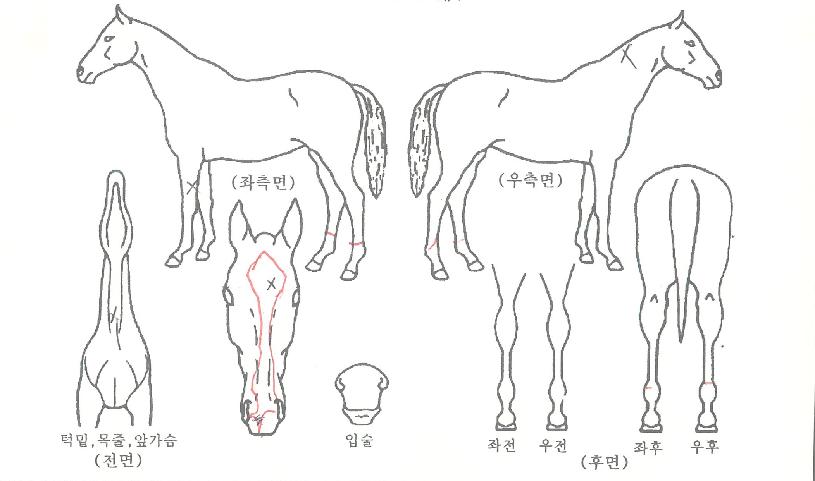 �������갫�� ����,���,�޸�,�λ�,�ٸ��� Ư¡����