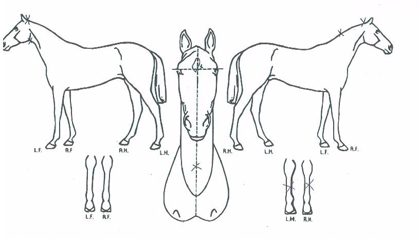 ÃÊÄÚĵµðÀÇ Ãø¸é,¿ì¸é,µÞ¸é,µÎ»ó,´Ù¸®ÀÇ Æ¯Â¡µµÇØ