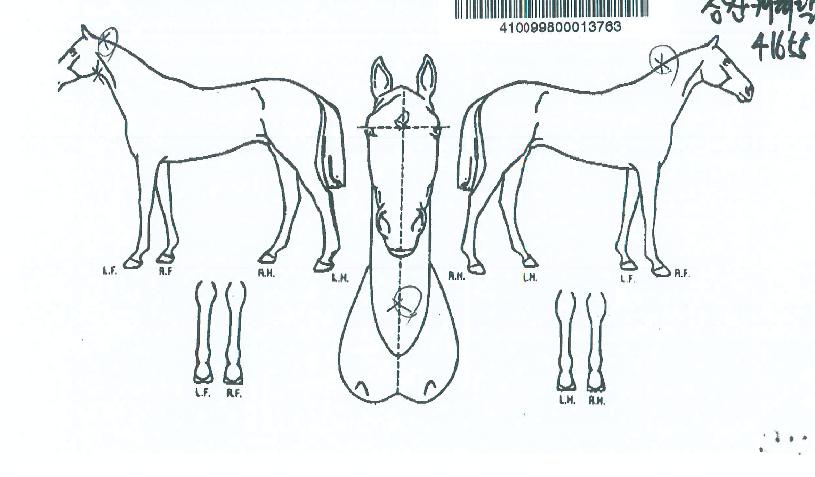 ���ĳ��Ż�� ����,���,�޸�,�λ�,�ٸ��� Ư¡����