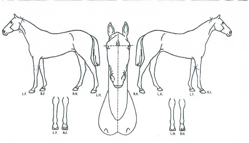 �������� ����,���,�޸�,�λ�,�ٸ��� Ư¡����