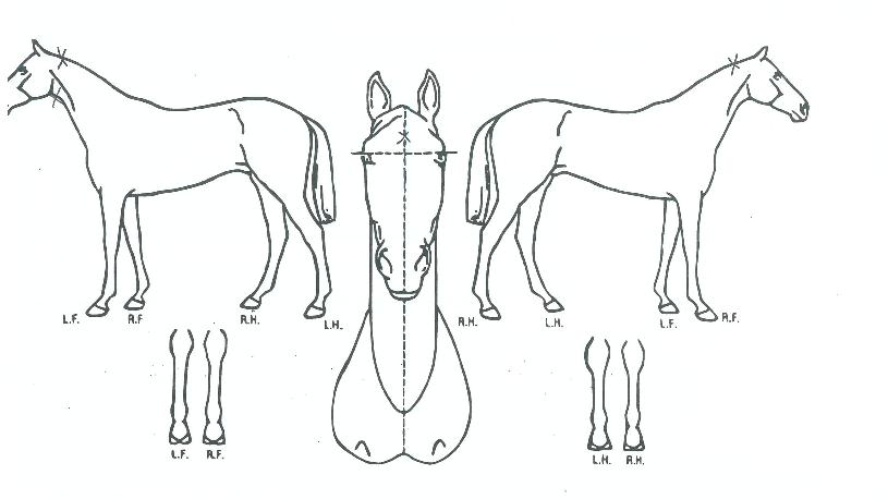 ¿ì¸®ÀÇ Ãø¸é,¿ì¸é,µÞ¸é,µÎ»ó,´Ù¸®ÀÇ Æ¯Â¡µµÇØ