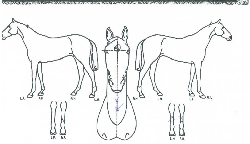 ���������� ����,���,�޸�,�λ�,�ٸ��� Ư¡����