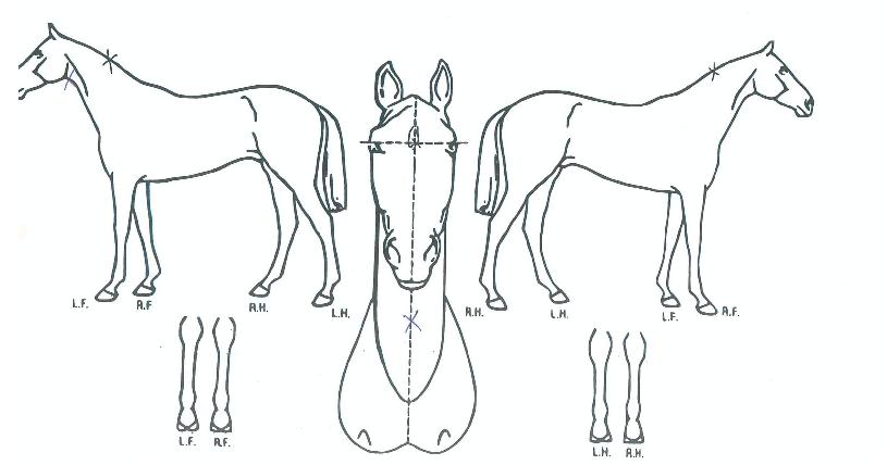 Áö¾Æ´Ï°¡ÀÇ Ãø¸é,¿ì¸é,µÞ¸é,µÎ»ó,´Ù¸®ÀÇ Æ¯Â¡µµÇØ