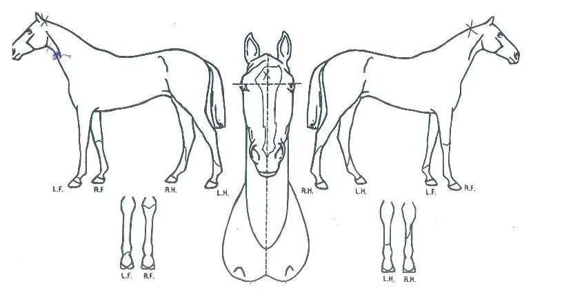 ��Ʈ����ġ�� ����,���,�޸�,�λ�,�ٸ��� Ư¡����