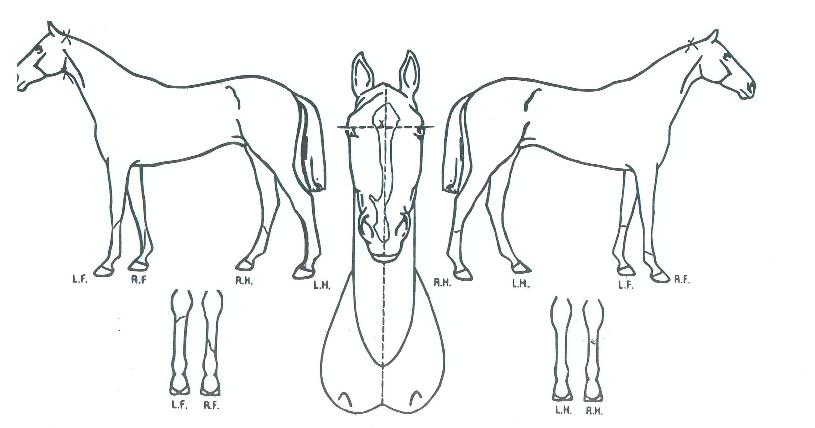 Ȳ±Ý»çÀÚÀÇ Ãø¸é,¿ì¸é,µÞ¸é,µÎ»ó,´Ù¸®ÀÇ Æ¯Â¡µµÇØ