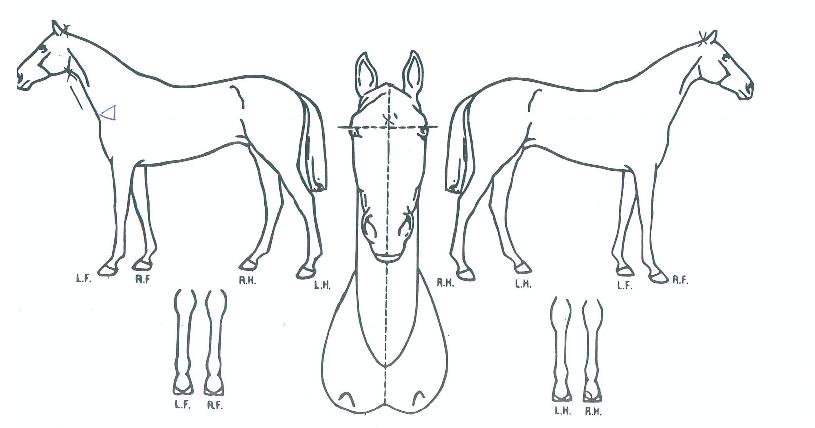 �����۽�Ʈ���� ����,���,�޸�,�λ�,�ٸ��� Ư¡����