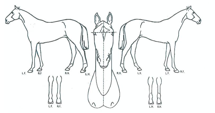 ���ݾ������� ����,���,�޸�,�λ�,�ٸ��� Ư¡����