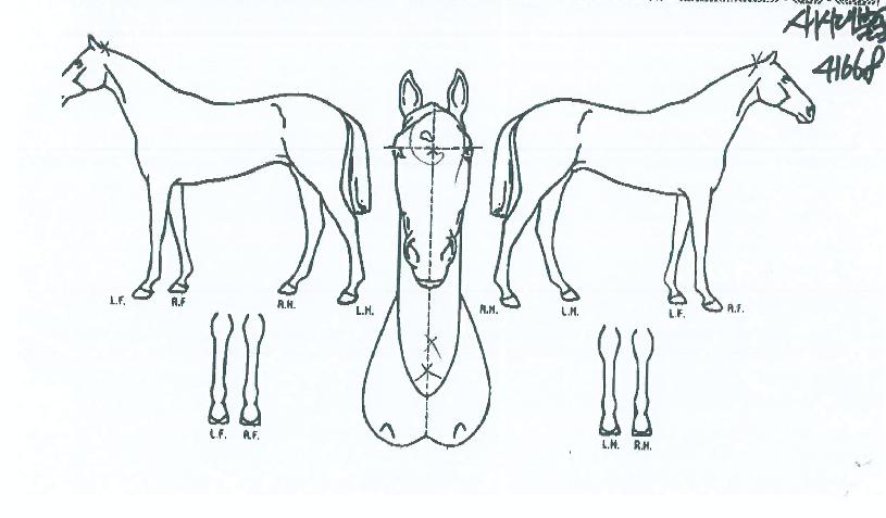 »õ½Ã´ëºÒ²ÉÀÇ Ãø¸é,¿ì¸é,µÞ¸é,µÎ»ó,´Ù¸®ÀÇ Æ¯Â¡µµÇØ