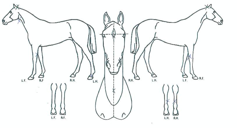 �м������� ����,���,�޸�,�λ�,�ٸ��� Ư¡����