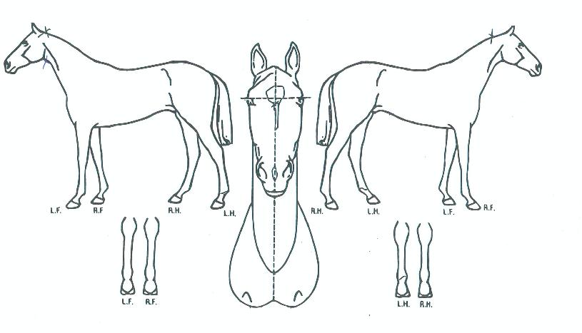 �ȶ������� ����,���,�޸�,�λ�,�ٸ��� Ư¡����