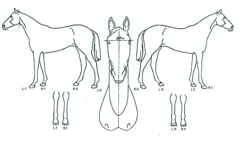 ¾Ë¸®¹Ù¹Ù¸¶¸°ÀÇ Ãø¸é,¿ì¸é,µÞ¸é,µÎ»ó,´Ù¸®ÀÇ Æ¯Â¡µµÇØ