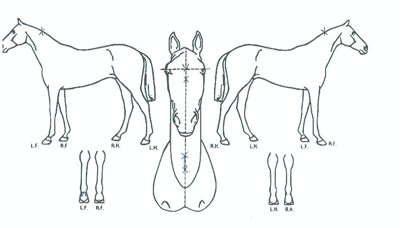 ±Â¼¾½ºÀÇ Ãø¸é,¿ì¸é,µÞ¸é,µÎ»ó,´Ù¸®ÀÇ Æ¯Â¡µµÇØ