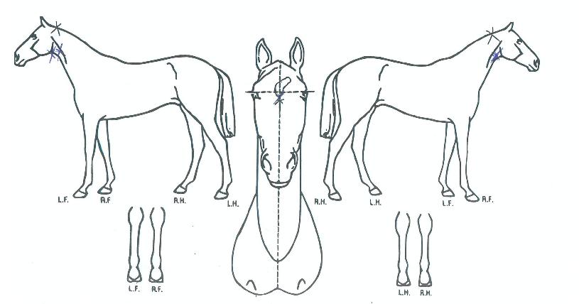 ±ÂÄ«ÀÌ·ÎÀÇ Ãø¸é,¿ì¸é,µÞ¸é,µÎ»ó,´Ù¸®ÀÇ Æ¯Â¡µµÇØ