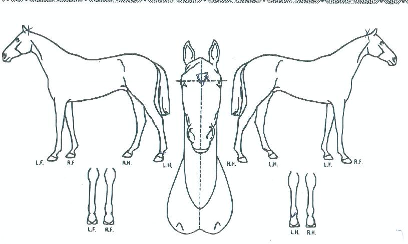 ��õ���ǵ��� ����,���,�޸�,�λ�,�ٸ��� Ư¡����