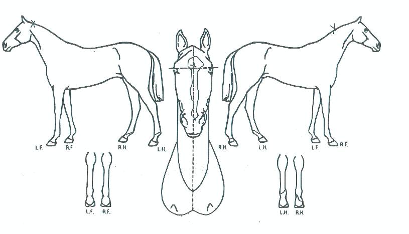 ´ë±ºÀÇâÀÇ Ãø¸é,¿ì¸é,µÞ¸é,µÎ»ó,´Ù¸®ÀÇ Æ¯Â¡µµÇØ