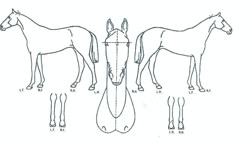 ´ë±ºÁ¦ÆÐÀÇ Ãø¸é,¿ì¸é,µÞ¸é,µÎ»ó,´Ù¸®ÀÇ Æ¯Â¡µµÇØ