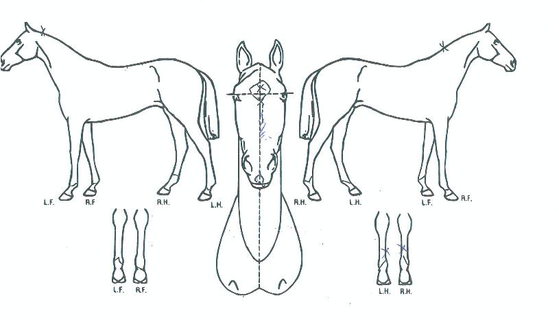 �뱺�ϰ��� ����,���,�޸�,�λ�,�ٸ��� Ư¡����