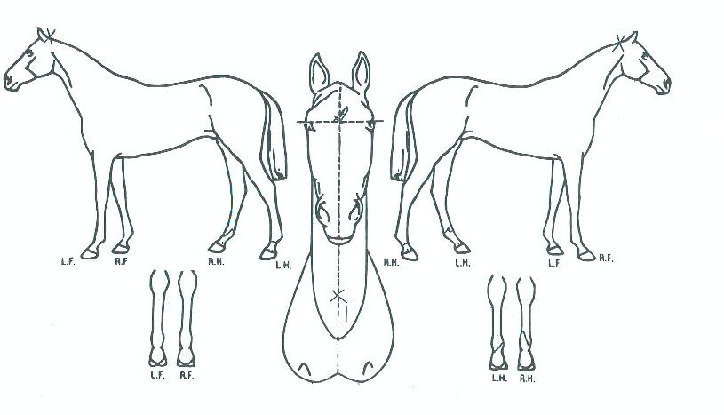 �뱺������ ����,���,�޸�,�λ�,�ٸ��� Ư¡����