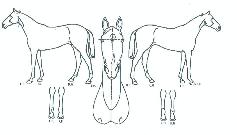 ´ë±ºÀDZæÀÇ Ãø¸é,¿ì¸é,µÞ¸é,µÎ»ó,´Ù¸®ÀÇ Æ¯Â¡µµÇØ