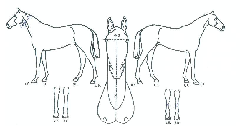 ��ġĸƾ�� ����,���,�޸�,�λ�,�ٸ��� Ư¡����