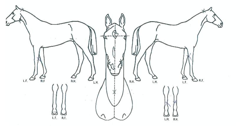 õ��ŷ���� ����,���,�޸�,�λ�,�ٸ��� Ư¡����